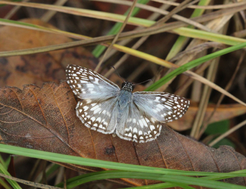 Tropical Checkered-Skipper - male